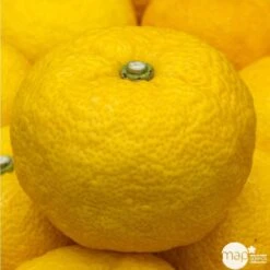 Yuzu AB:pot 3L -Feuilora Soldes Boutique 540978 002