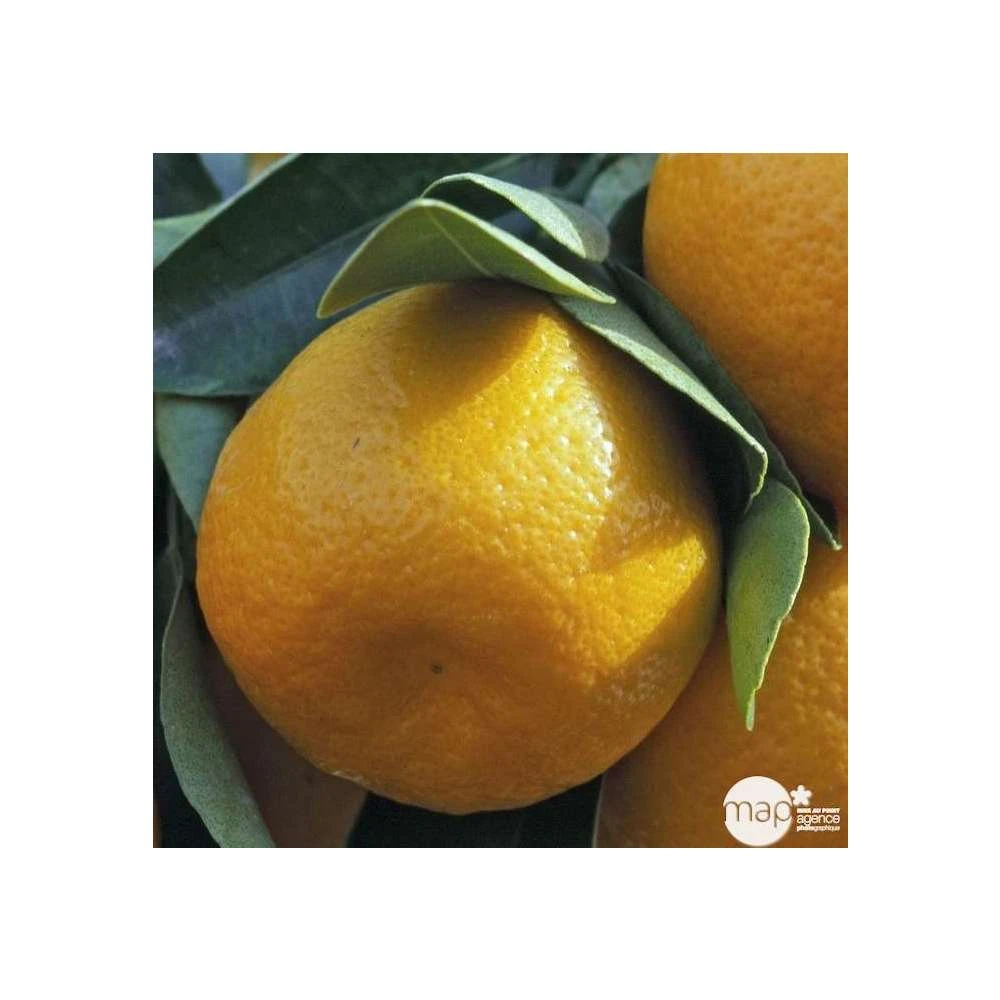 Agrumes XXL: C 5L - Variétés Variables 4 Agrumes XXL: C 5L - Variétés Variables – Image 2