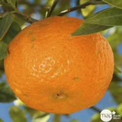 Agrumes XXL: C 5L - Variétés Variables 8 Agrumes XXL: C 5L - Variétés Variables -Feuilora Soldes Boutique 552321 003