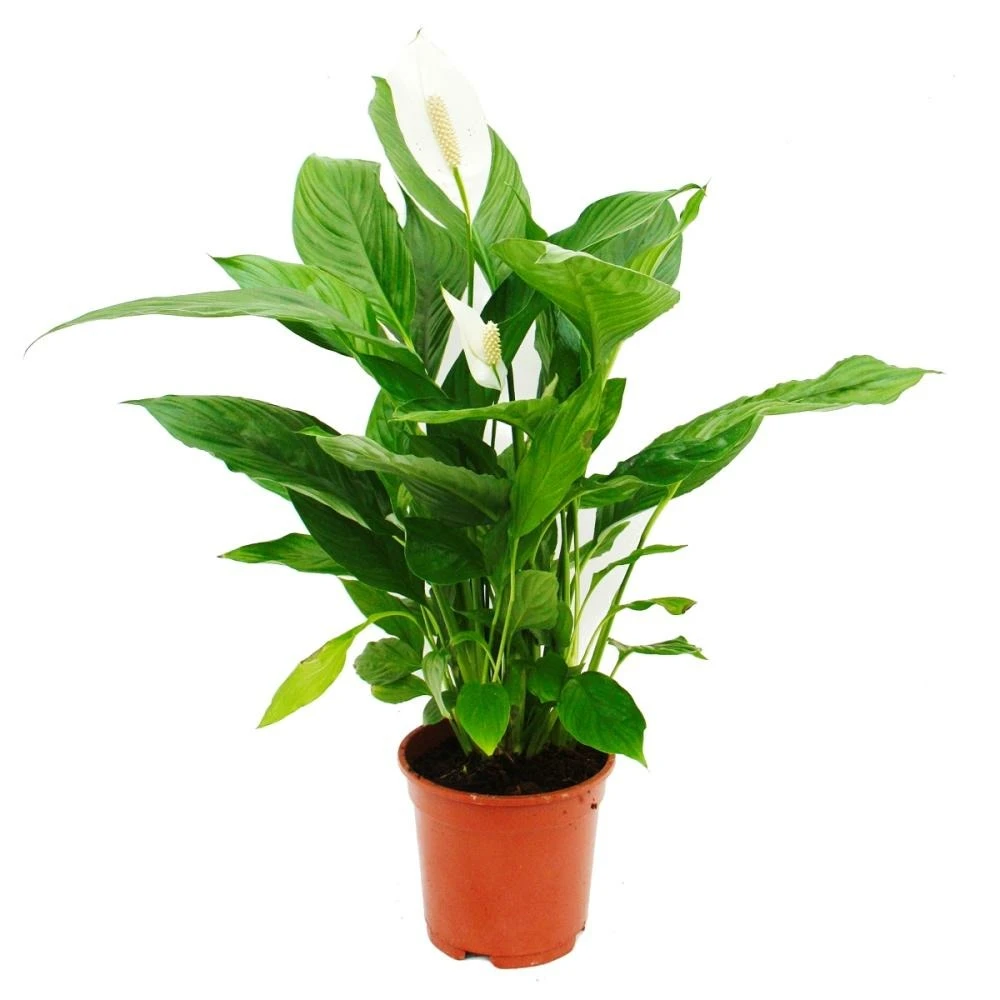 Spathiphyllum "cupido", Feuille Simple - Pot De 17cm 3 Spathiphyllum "cupido", Feuille Simple - Pot De 17cm