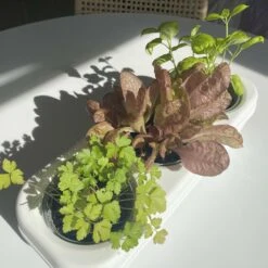 Kit Prêt à Planter - 3 Feuilles -Feuilora Soldes Boutique 618d7303dd53041a