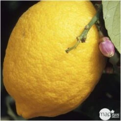 Citronnier "4 Saisons" : H.40/60 Cm - Pot De 5 Litres -Feuilora Soldes Boutique 619974 001