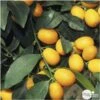 Kumquat : H.40/60 Cm - Pot De 5 Litres -Feuilora Soldes Boutique 619976 001