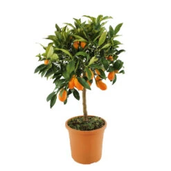 Kumquat : H.40/60 Cm - Pot De 5 Litres -Feuilora Soldes Boutique 619976 003