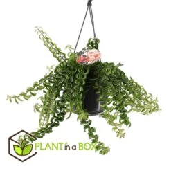 Aeschynanthus Twister - Pot ⌀15cm - L.25cm (hauteur Pot Incluse) -Feuilora Soldes Boutique 628631ff311e07.84525760