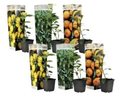 Assorti De 6 Citrus - Pot ⌀9 Cm - H.25-40cm (hauteur Pot Incluse)