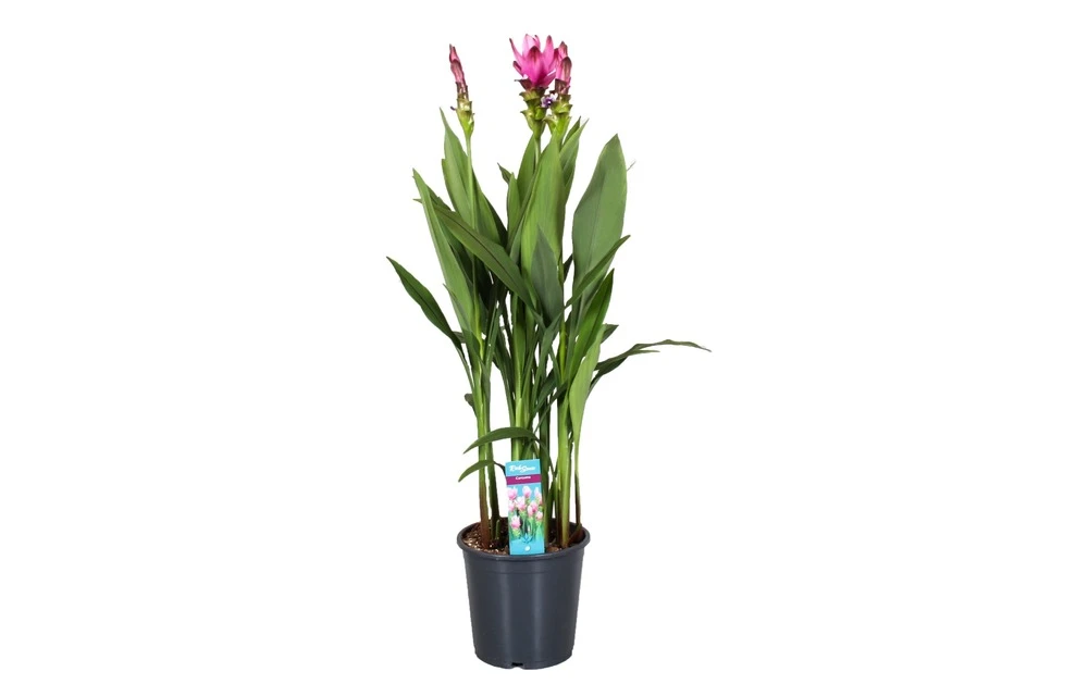 Curcuma - Pot ⌀19cm - H.80-100cm (hauteur Pot Incluse) 3 Curcuma - Pot ⌀19cm - H.80-100cm (hauteur Pot Incluse)