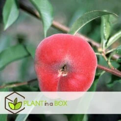 Pêcher De Vigne - Pot ⌀15cm - H.60-70cm (hauteur Pot Incluse) -Feuilora Soldes Boutique 628c216ed2ae19.01599514