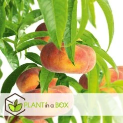 Pêcher De Vigne - Pot ⌀15cm - H.60-70cm (hauteur Pot Incluse) -Feuilora Soldes Boutique 628c216ed6d8f1.92904052