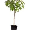 Pêcher De Vigne - Pot ⌀15cm - H.60-70cm (hauteur Pot Incluse) -Feuilora Soldes Boutique 628c216edab8d7.98429876