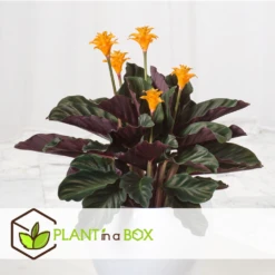 Calathea Crocata Tassmania - Pot ⌀14cm - H.40-50cm (hauteur Pot Incluse) -Feuilora Soldes Boutique 6319dcdb341ff6.87274987
