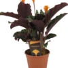 Calathea Crocata Tassmania - Pot ⌀14cm - H.40-50cm (hauteur Pot Incluse) 1 Calathea Crocata Tassmania - Pot ⌀14cm - H.40-50cm (hauteur Pot Incluse) -Feuilora Soldes Boutique 6319dcdb48cca6.33221377