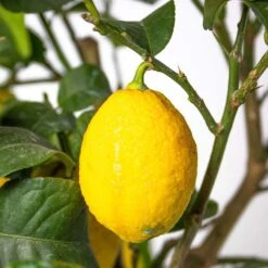Citrus Limon - Citronnier - Arbre Fruitier - Persistant - ⌀19 Cm - ↕60-70 Cm -Feuilora Soldes Boutique 63eb91225a4171.66117877