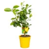 Citrus Limon - Citronnier - Arbre Fruitier - Persistant - ⌀19 Cm - ↕60-70 Cm 2 Citrus Limon - Citronnier - Arbre Fruitier - Persistant - ⌀19 Cm - ↕60-70 Cm -Feuilora Soldes Boutique 63eb912262b5e2.78878530
