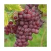 Vigne Vinifera Chasselas Rosé/pot De 3l - 60/120 Cm -Feuilora Soldes Boutique 63ed2c50e201d3.33571368