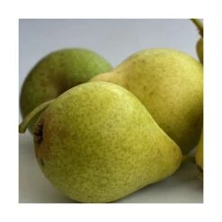 Poirier Communis Bon Chretien William/pot De 10l - Gobelet 2 Ans -Feuilora Soldes Boutique 63f4d1ec096f51.86396395