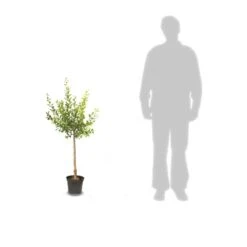 Poirier Communis Bon Chretien William/pot De 10l - Gobelet 2 Ans -Feuilora Soldes Boutique 63f4d1ec33a867.29289756