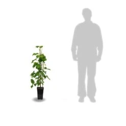 Feuilora Soldes Boutique -Feuilora Soldes Boutique 63f4d1f606ac93.94245876