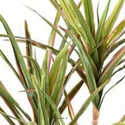 Dracaena Artificiel 3 Troncs En Pot H 190 Cm Vert-rose - Choisissez Votre Hauteu -Feuilora Soldes Boutique 63f6080eed8fa5.04248027