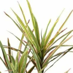 Dracaena Artificiel 3 Troncs En Pot H 140 Cm Vert-rose - Choisissez Votre Hauteu 7 Dracaena Artificiel 3 Troncs En Pot H 140 Cm Vert-rose - Choisissez Votre Hauteu -Feuilora Soldes Boutique 63f60813341f08.51363090