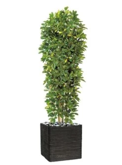 Schefflera Artificiel En Colonne En Pot H 195 Cm Vert-jaune -Feuilora Soldes Boutique 63f608216a0e34.06117186