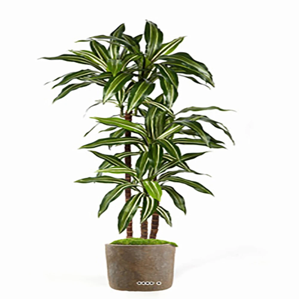 Dracaena Artificiel Fragrans 3 Troncs En Pot H 150 Cm Blanc-vert D 70 Cm - Chois 3 Dracaena Artificiel Fragrans 3 Troncs En Pot H 150 Cm Blanc-vert D 70 Cm - Chois