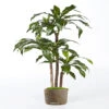 Dracaena Artificiel Fragrans 3 Troncs En Pot H 150 Cm Vert D 70 Cm - Choisissez -Feuilora Soldes Boutique 63fa514108ba87.73740352