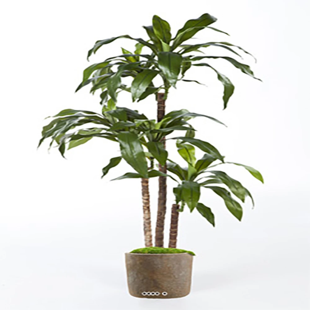 Dracaena Artificiel Fragrans 3 Troncs En Pot H 150 Cm Vert D 70 Cm - Choisissez 3 Dracaena Artificiel Fragrans 3 Troncs En Pot H 150 Cm Vert D 70 Cm - Choisissez
