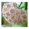 Hoya Erythrostemma Rose (fleur De Porcelaine, Fleur De Cire) Rose - Taille Pot De 2 Litres - 20/40 Cm -Feuilora Soldes Boutique 64038f64cbec05.82239776