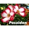 Adenium Obesum Cv.posaidon Rouge - Taille Caudex D'environ 150g -Feuilora Soldes Boutique 640391b21d4191.36659223