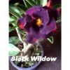 Adenium Obesum Cv.black Wildow Noir - Taille Caudex D'environ 2000g 25/30cm Très Gros Caudex -Feuilora Soldes Boutique 640391b54999a3.33719377