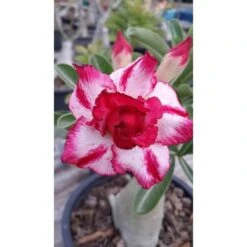 Adenium Obesum Cv.phet Mongkon Rose - Taille Caudex D'environ 2000g 25/30cm Très Gros Caudex