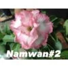 Adenium Obesum Cv Namwan Blanc Et Rose - Taille Caudex D'environ 150g -Feuilora Soldes Boutique 640391b7a9aac9.88436611