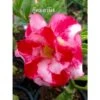 Adenium Obesum Cv.good Morning Rouge - Taille Caudex D'environ 150g -Feuilora Soldes Boutique 640391ba36fc80.99175969