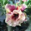 Adenium Obesum Cv.of Love Jaune Rose - Taille Caudex D'environ 300g 20/25cm -Feuilora Soldes Boutique 640391c31b3014.56686463