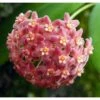 Hoya Camphorifolia (fleur De Porcelaine, Fleur De Cire) Rose - Taille Pot De 2 Litres - 20/40 Cm