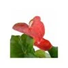 Anthurium Andreanum Rouge Dakota (anthure Flamant Rose, Langue De Feu) Taille Pot De 2 Litres - 50/70 Cm -Feuilora Soldes Boutique 640391ce61a262.27715622