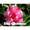 Adenium Obesum Cv.buachompu Rose - Taille Caudex D'environ 2000g 25/30cm Très Gros Caudex -Feuilora Soldes Boutique 640391d0e747c9.99269380