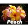 Plumeria Rubra "peach" (frangipanier) Taille Pot De 2 Litres ? 20/30 Cm - Blanc/jaune/rose 2 Plumeria Rubra "peach" (frangipanier) Taille Pot De 2 Litres ? 20/30 Cm - Blanc/jaune/rose -Feuilora Soldes Boutique 640391d20c9667.13690459