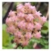 Hoya Cv. Joy (fleur De Porcelaine, Fleur De Cire) Rose - Taille Pot De 2 Litres - 20/40 Cm -Feuilora Soldes Boutique 640391d7472423.23402849