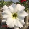 Adenium Obesum Cv. Unicorn Blanc - Taille Caudex D'environ 150g -Feuilora Soldes Boutique 640391d9d93d06.62264052