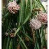 Hoya Shepherdii (fleur De Porcelaine, Fleur De Cire) Taille Pot De 2 Litres - 20/40 Cm - Blanc Et Rose -Feuilora Soldes Boutique 640391daf1bc66.87530600