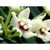 Hoya Australis (fleur De Porcelaine, Fleur De Cire) Taille Pot De 2 Litres - 20/40 Cm - Blanc Et Rose -Feuilora Soldes Boutique 640391e2021f70.52470767