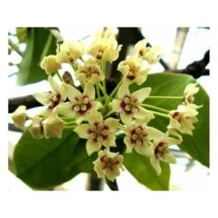Hoya Australis (fleur De Porcelaine, Fleur De Cire) Taille Pot De 2 Litres - 20/40 Cm - Blanc Et Rose -Feuilora Soldes Boutique 640391e208a488.57961107