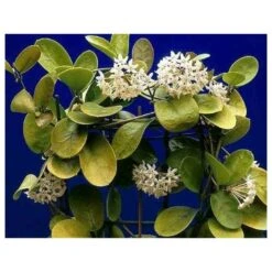 Hoya Australis (fleur De Porcelaine, Fleur De Cire) Taille Pot De 2 Litres - 20/40 Cm - Blanc Et Rose -Feuilora Soldes Boutique 640391e20bd725.31336621
