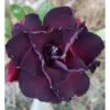 Adenium Obesum Cv.black Lamp Noir - Taille Caudex D'environ 300g 20/25cm -Feuilora Soldes Boutique 640391e4805338.99513516