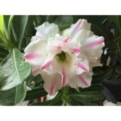 Adenium Obesum Cv. White Rabbit Blanc Et Rose - Taille Caudex D'environ 2000g 25/30cm Très Gros Caudex -Feuilora Soldes Boutique 640391ec44fcc6.81199107