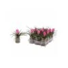 Tillandsia Cyanea (tillandsia Raquette) Taille Pot De 0.7 Litre -Feuilora Soldes Boutique 640391f0351309.90794016