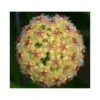 Hoya Mindorensis (fleur Jaune) (fleur De Porcelaine, Fleur De Cire) Jaune - Taille Pot De 2 Litres - 20/40 Cm -Feuilora Soldes Boutique 640391f17a4f18.34729918