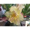 Adenium Obesum Cv.daowthong Jaune Rose - Taille Caudex D'environ 150g -Feuilora Soldes Boutique 640391f2b068a9.08998437